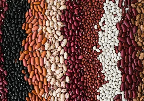Beans_Opy