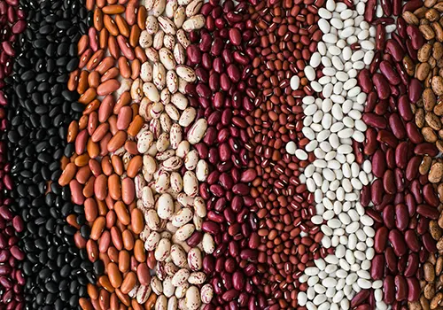 Beans_Opy