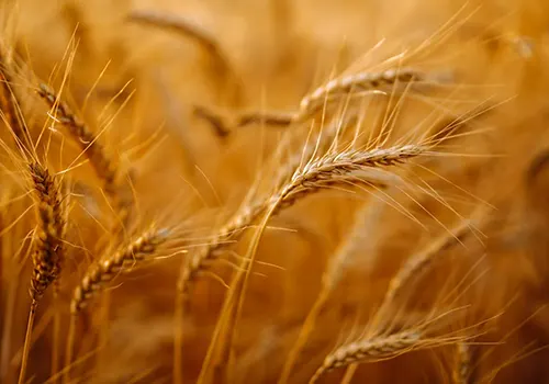 Wheat-Covex