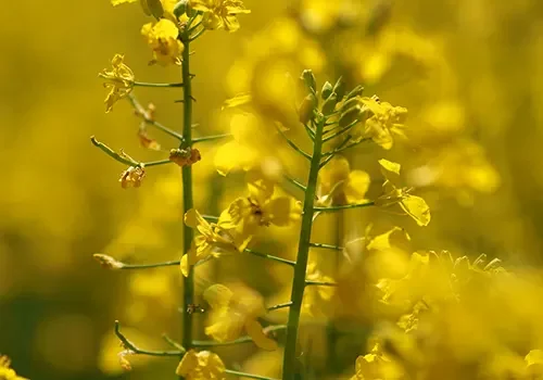 canola_Covex