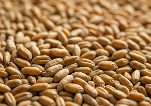 wheatGrains_opy